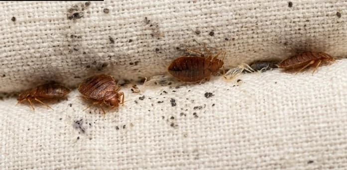 Bed Bugs Control Treatment