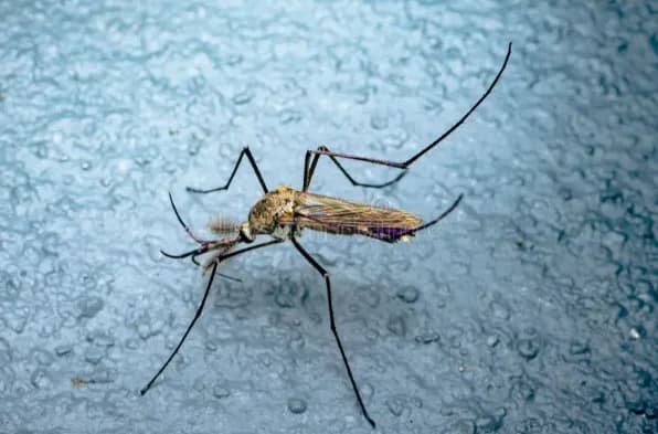 Mosquitoes Control Treatment